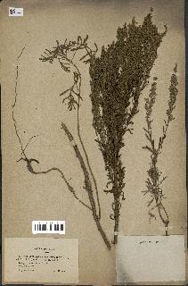 spécimen de Artemisia caerulescens