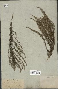 spécimen de Artemisia caerulescens