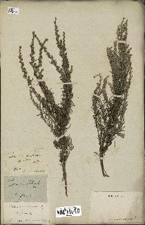 spécimen de Artemisia caerulescens