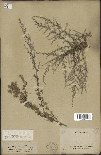 spécimen de Artemisia caerulescens