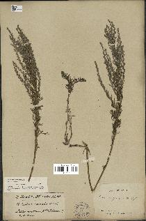 spécimen de Artemisia caerulescens