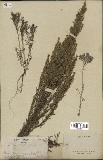 spécimen de Artemisia caerulescens