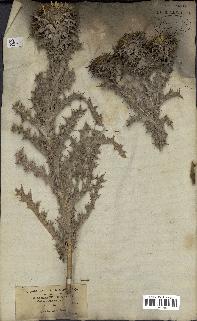 spécimen de Carlina corymbosa