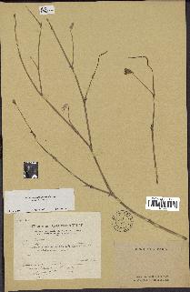 spécimen de Launaea mucronata