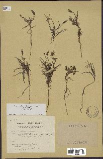 spécimen de Launaea resedifolia