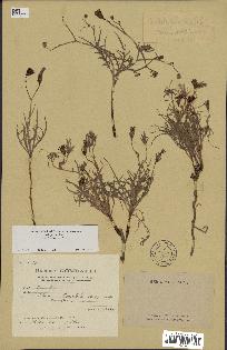 spécimen de Launaea resedifolia