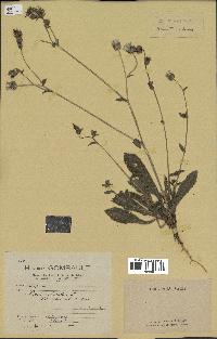 spécimen de Picris echioides