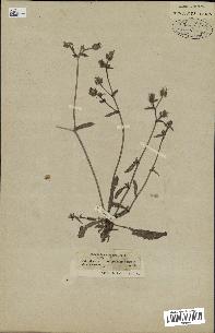 spécimen de Picris echioides