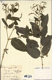 spécimen de Aloysia virgata