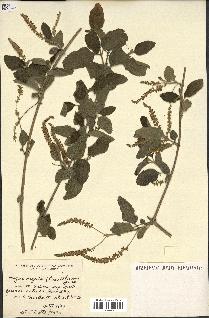 spécimen de Aloysia virgata