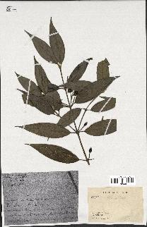 spécimen de Lasianthus sp.