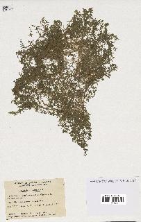 spécimen de Callitriche palustris