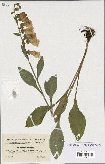 spécimen de Digitalis purpurea