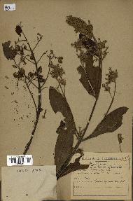 spécimen de Cinchona officinalis