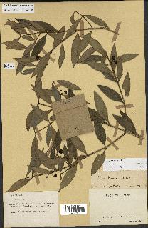 spécimen de Coffea heimii