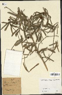 spécimen de Coffea heimii