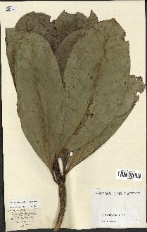 spécimen de Coffea farafanganensis