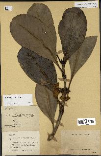 spécimen de Coffea farafanganensis
