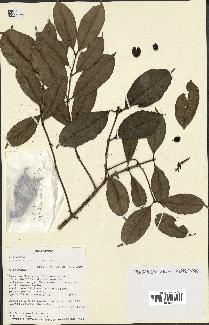 spécimen de Coffea dubardii