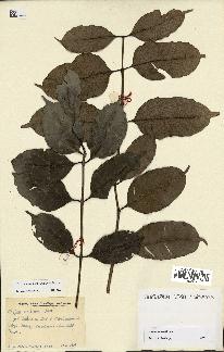 spécimen de Coffea dubardii
