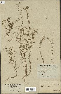 spécimen de Galium setaceum