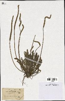 spécimen de Plantago serraria