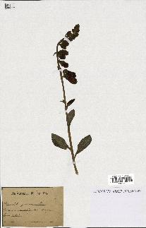 spécimen de Digitalis purpurea