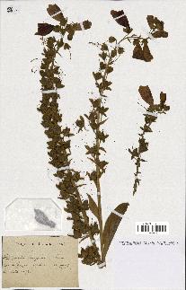 spécimen de Digitalis purpurea