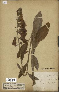 spécimen de Digitalis purpurea