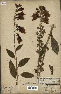 spécimen de Digitalis purpurea