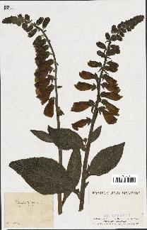 spécimen de Digitalis purpurea