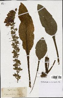 spécimen de Digitalis purpurea