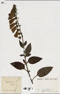 spécimen de Digitalis purpurea