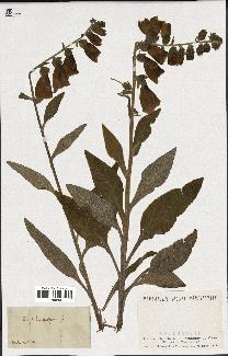 spécimen de Digitalis purpurea