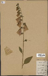 spécimen de Digitalis purpurea