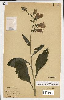 spécimen de Digitalis purpurea