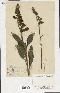 spécimen de Digitalis purpurea