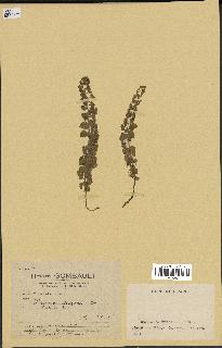 spécimen de Veronica didyma