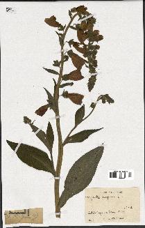 spécimen de Digitalis purpurea