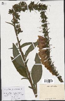 spécimen de Digitalis purpurea