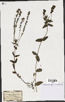 spécimen de Veronica teucrium