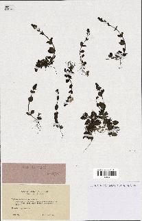 spécimen de Veronica serpyllifolia