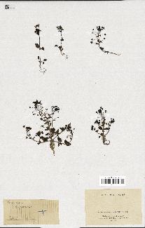 spécimen de Veronica syriaca