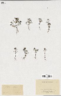 spécimen de Veronica syriaca