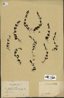 spécimen de Veronica serpyllifolia