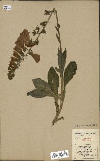 spécimen de Digitalis purpurea