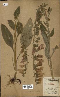 spécimen de Digitalis purpurea