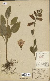 spécimen de Digitalis purpurea