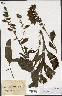 spécimen de Digitalis purpurea