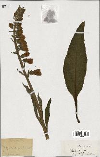 spécimen de Digitalis purpurea